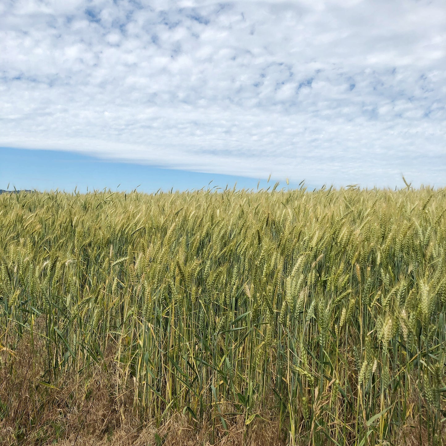 Dried Plentiful Plains Wheat Stack Centerpiece
