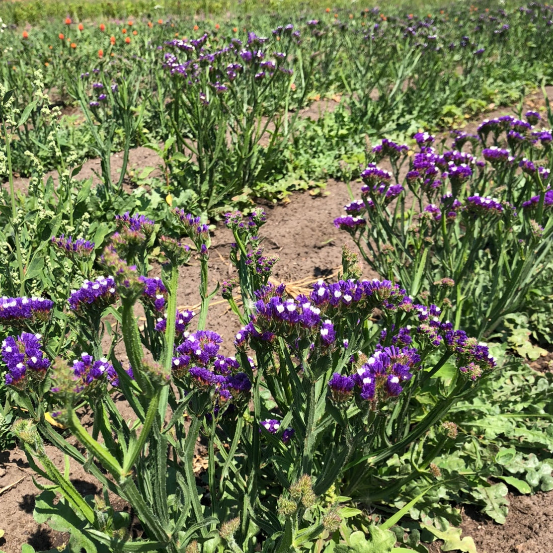 Dried Florivane Bouquet