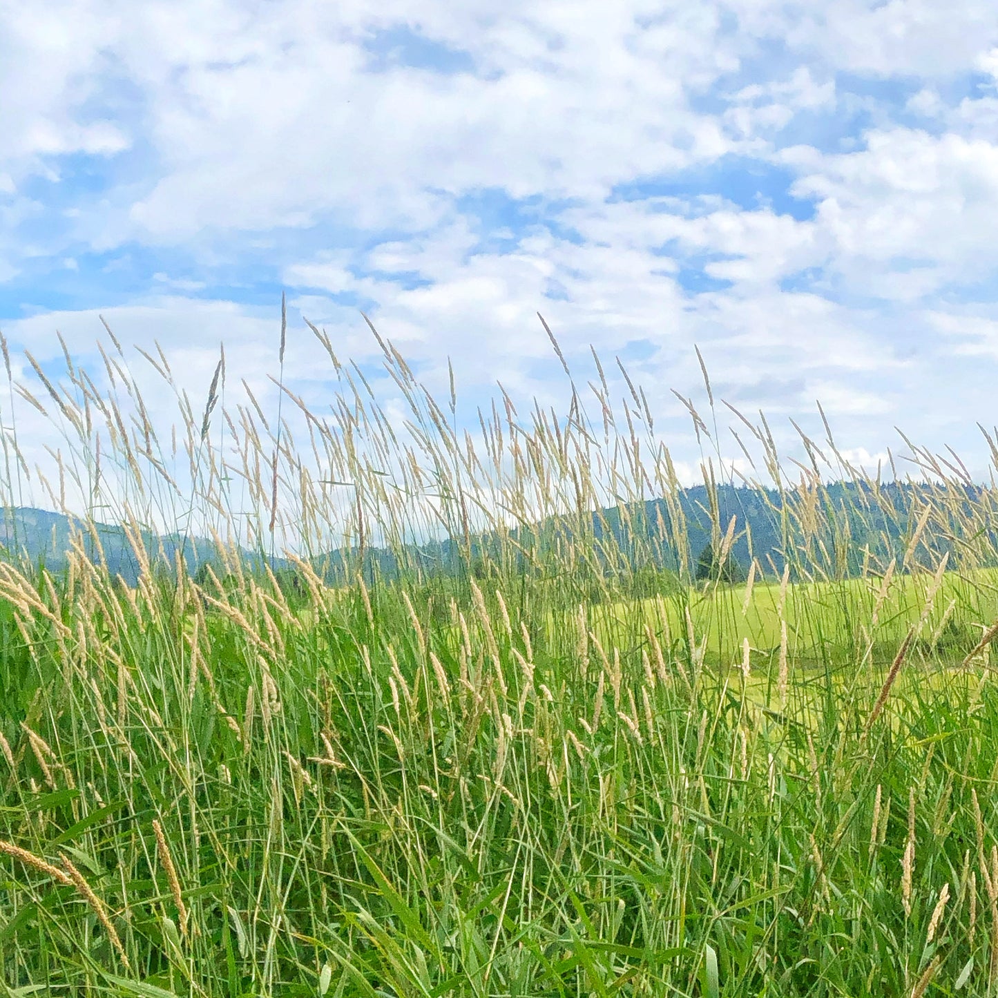 Dried Brielle Bouquet