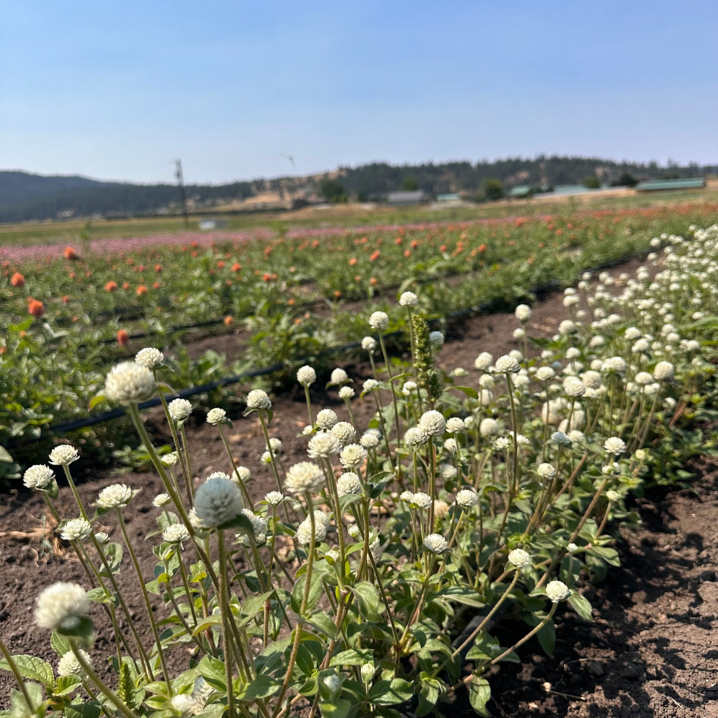 Dried Ivory Linden Bouquet