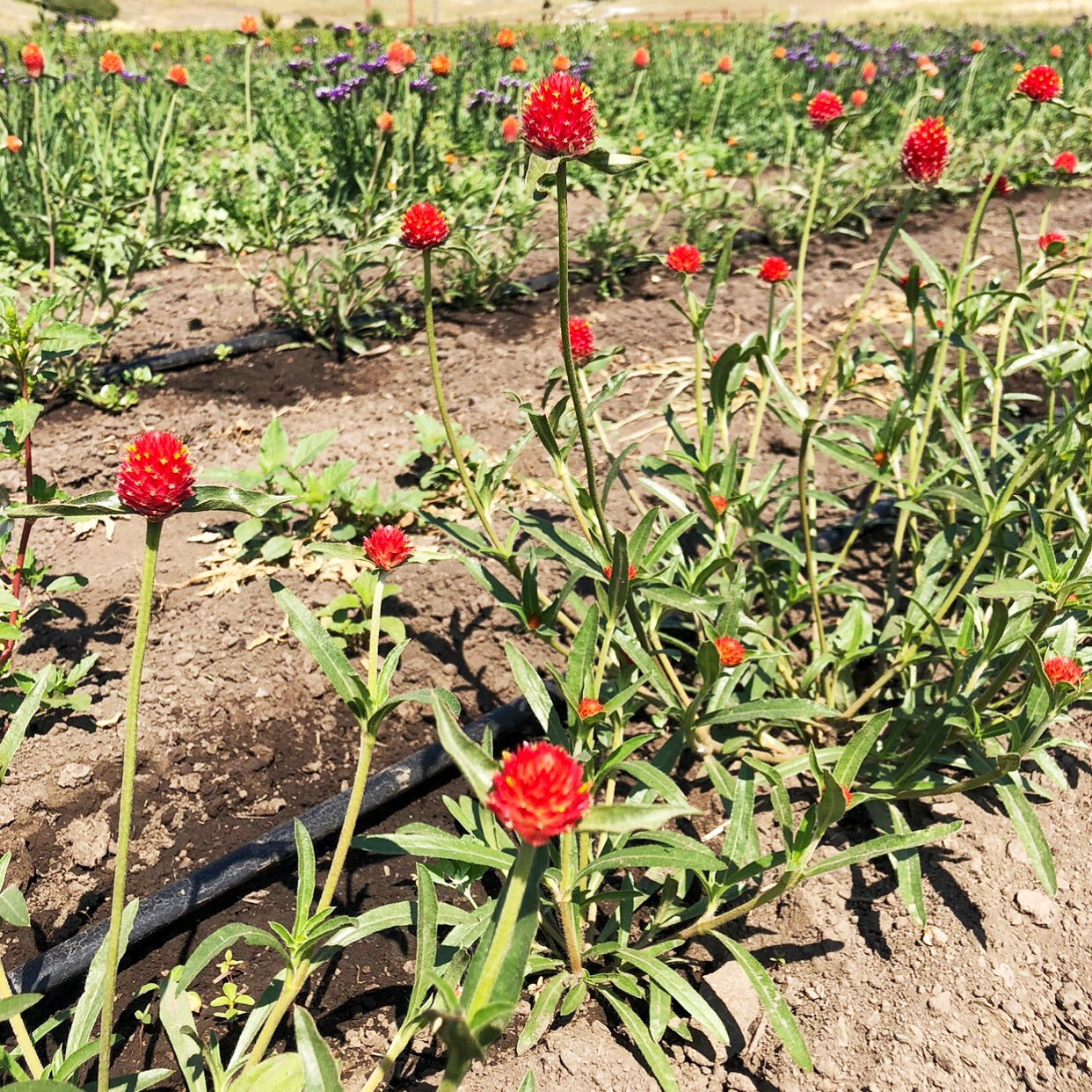 Dried and Preserved Fall Moonlight Wreath