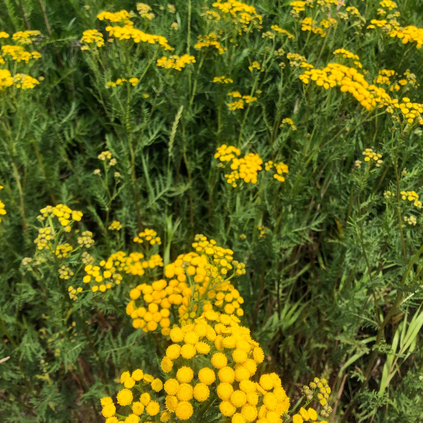 Dried Yellow Tansy Bouquet