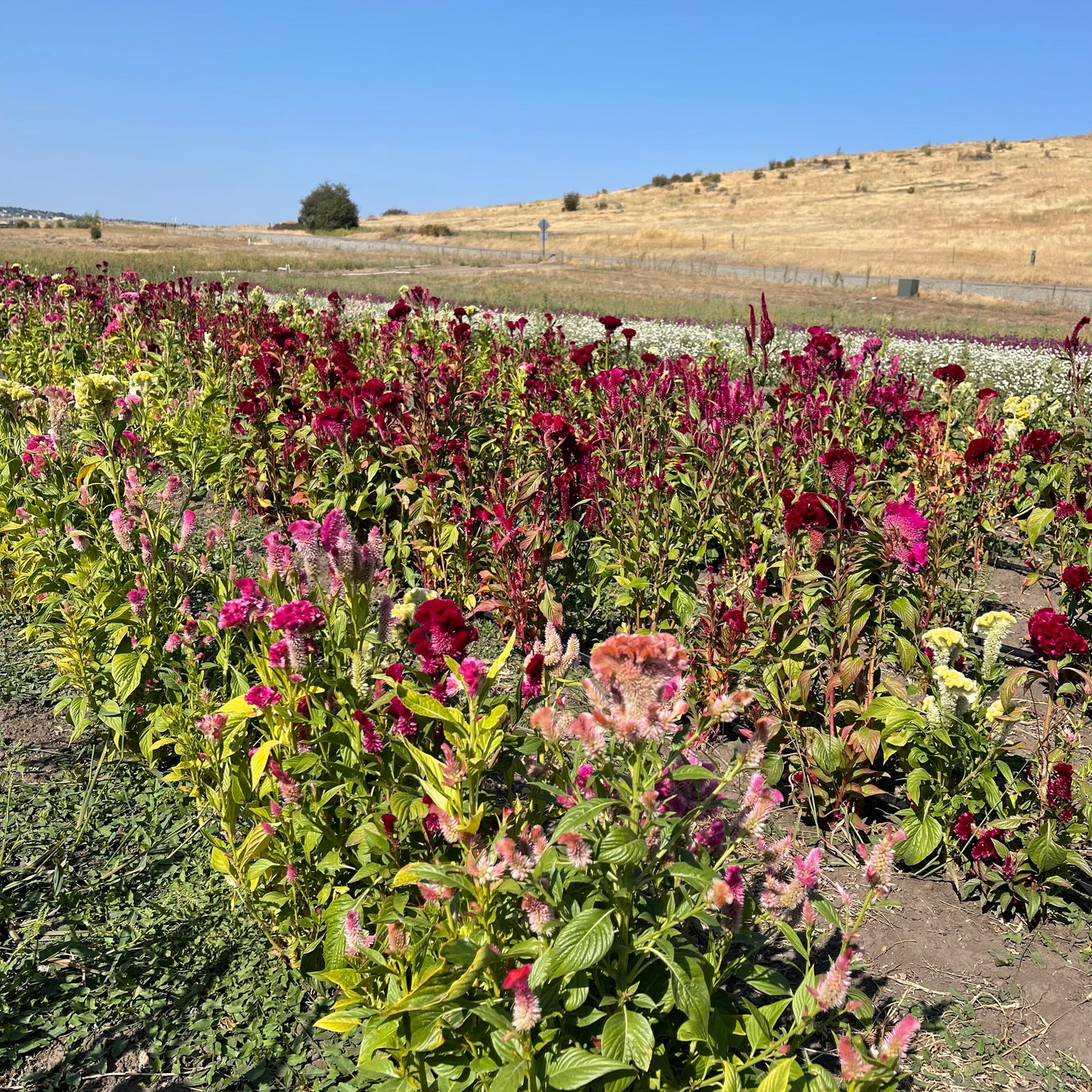 Dried Burgundy Cockscomb Celosia Bouquet