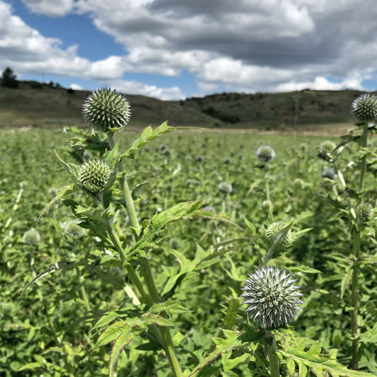 Dried Echinops Globe Thistle Bouquet