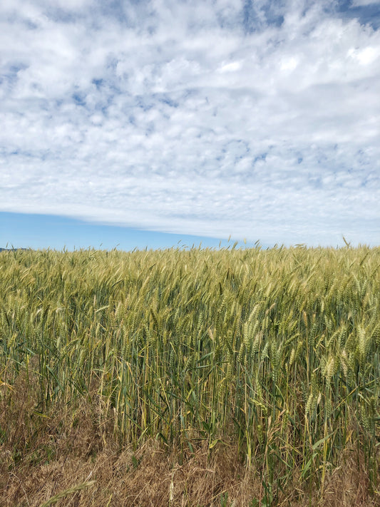 Dried Soft Acre Wreath
