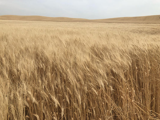 Painted Burgundy Wheat Bouquet