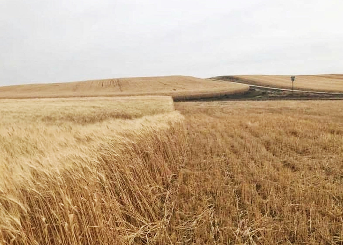 Fresh Evergreens Hearthside Wheat Wreath