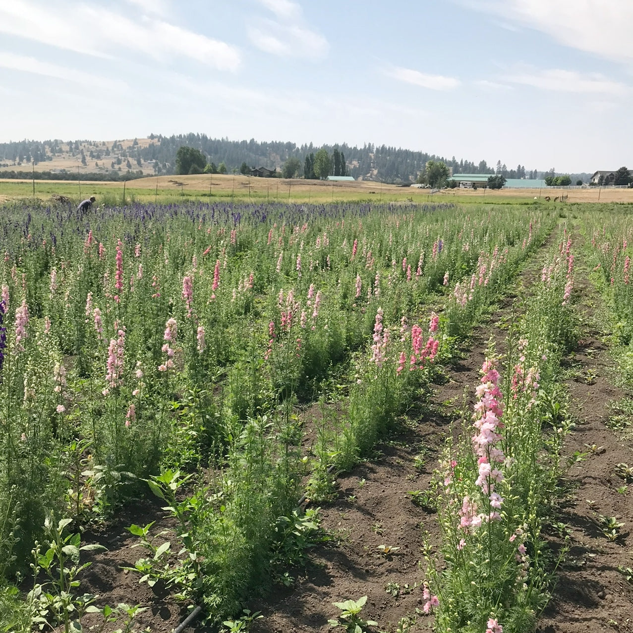 Dried Pink Larkspur Bouquet