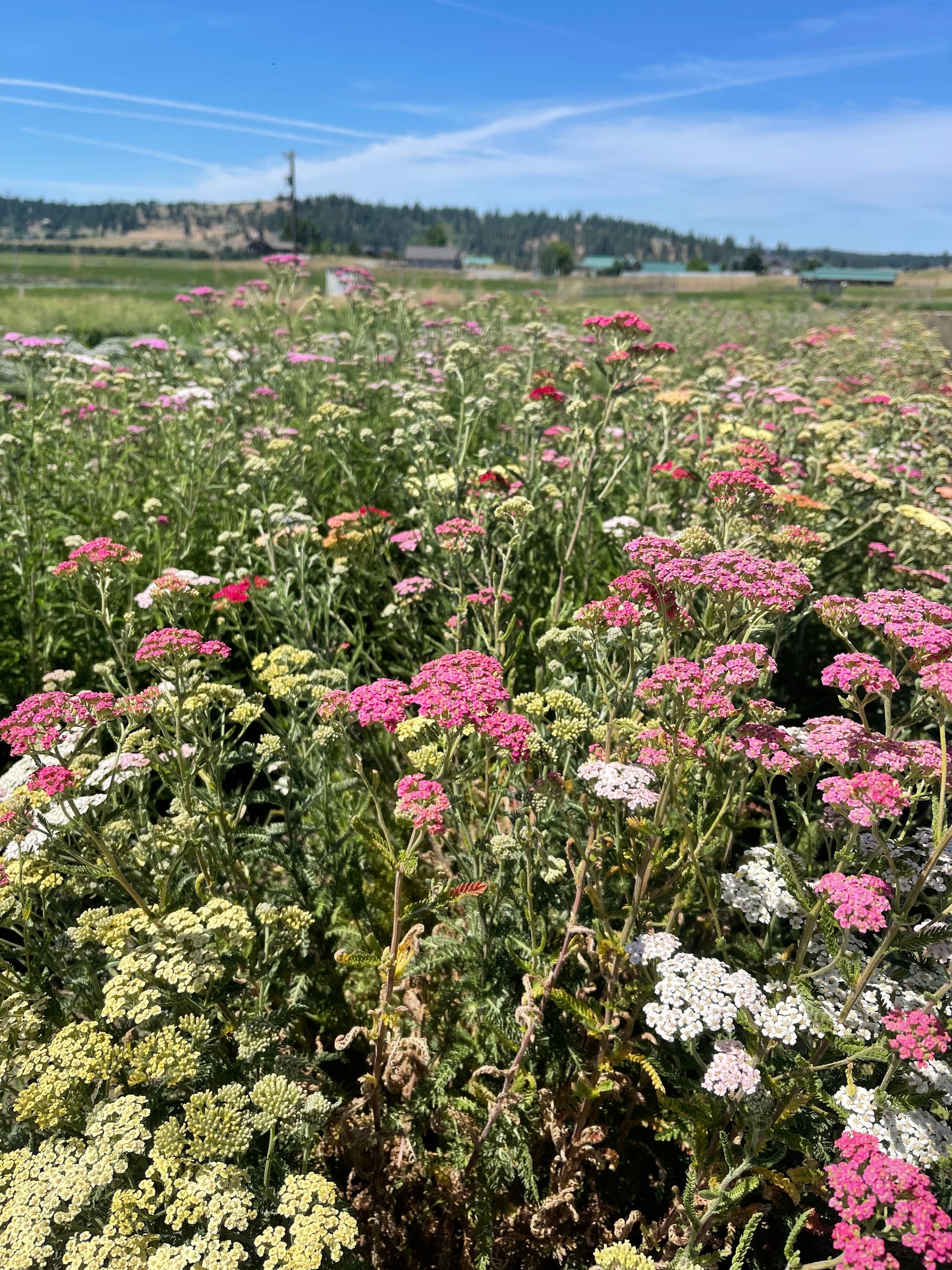 Fresh Evergreens Winterberry Fir Wreath