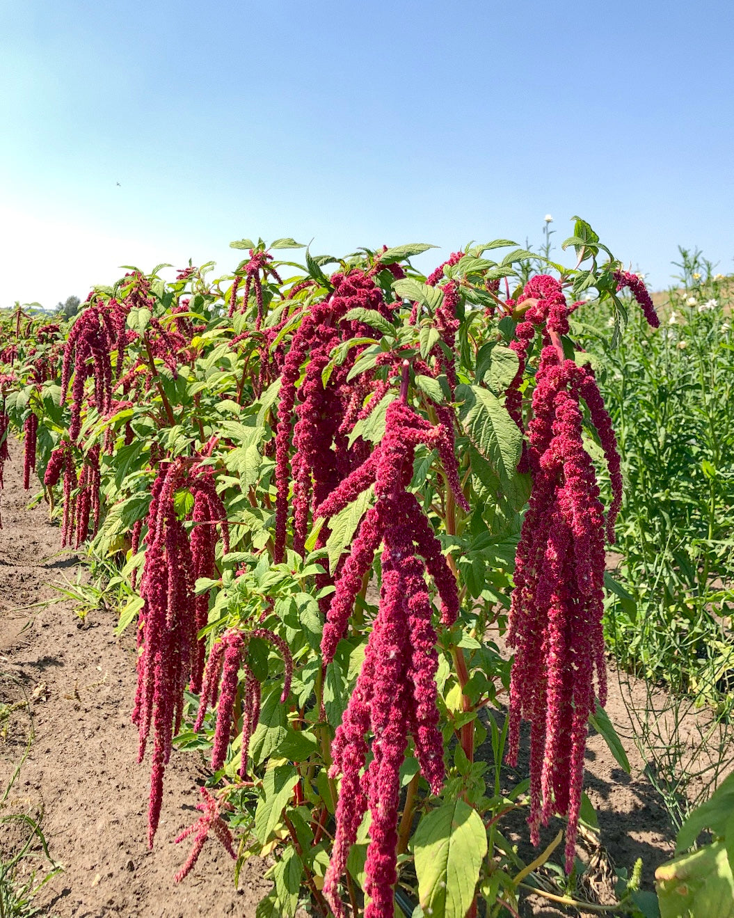 Fresh Evergreens Amaranth Everlasting Wreath
