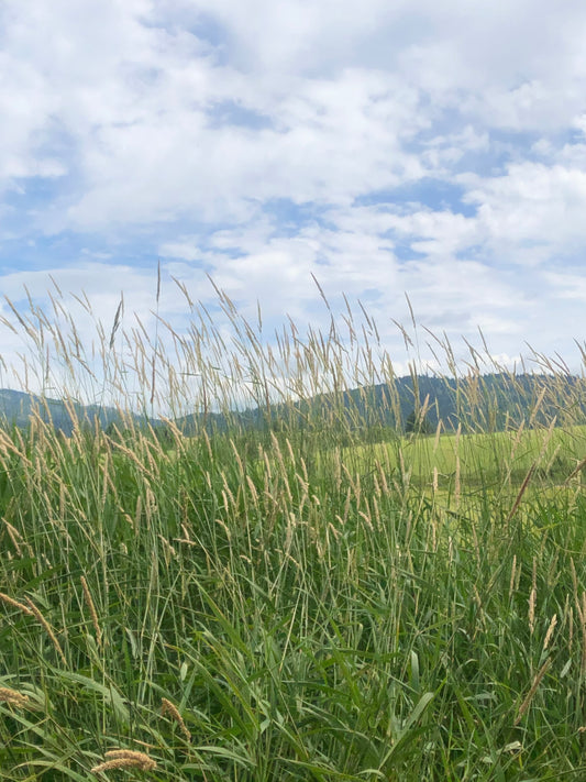 Dried Saltese Twig Wreath
