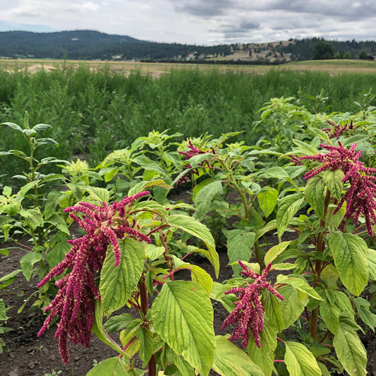 Dried and Preserved Woodland Awakening Wreath