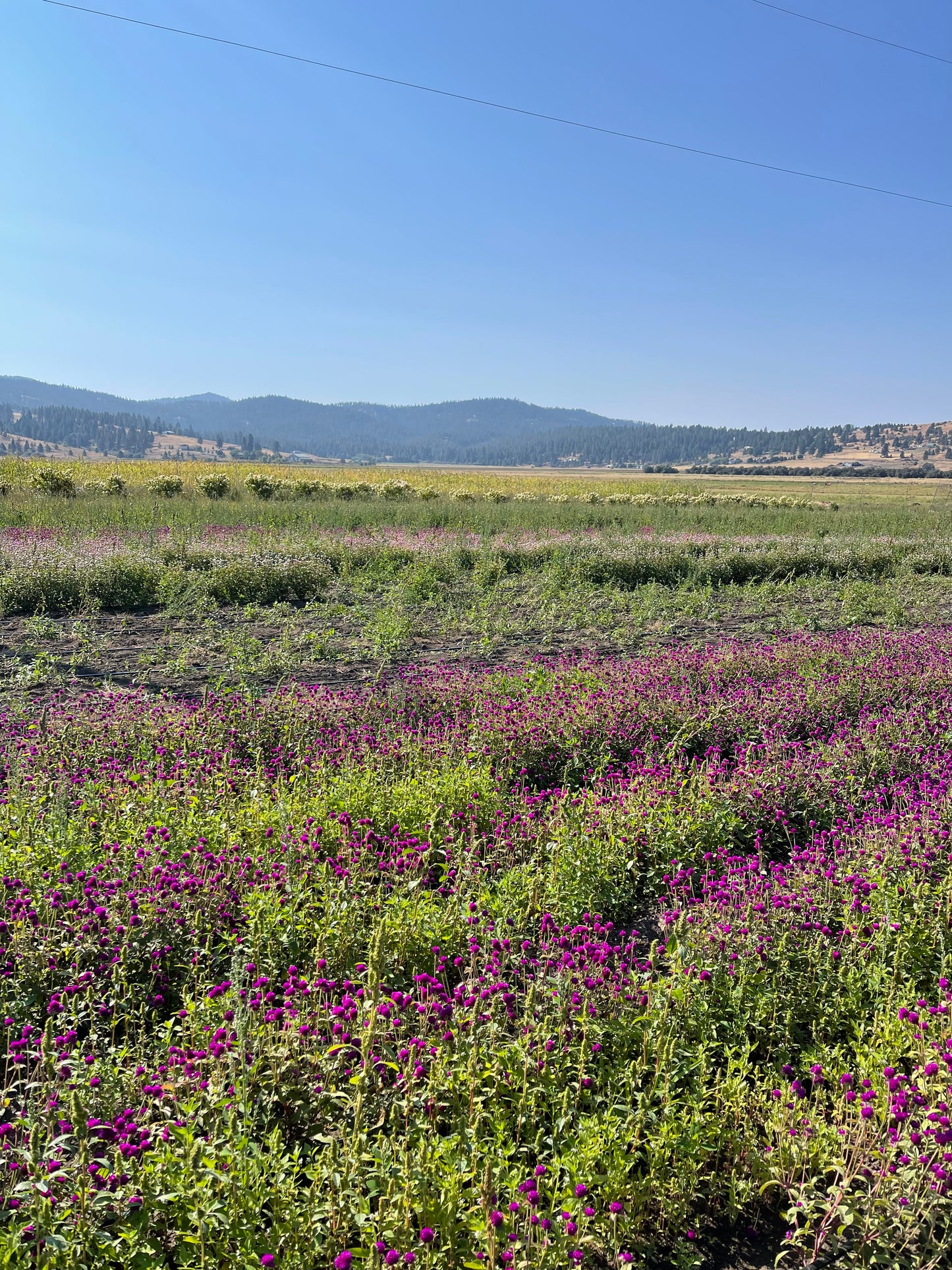 Dried Premium Violet Mist Bouquet