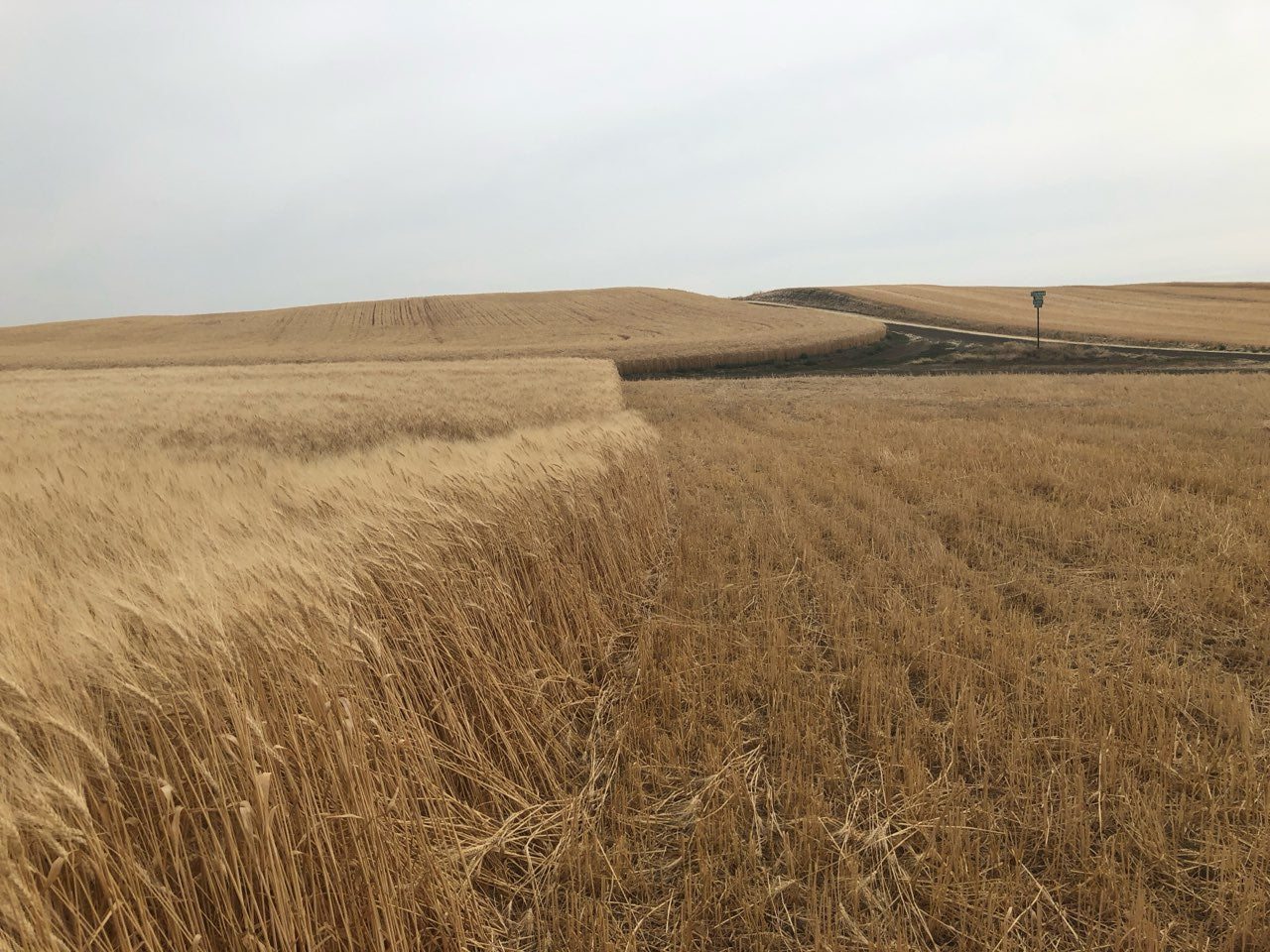 Painted Burgundy Wheat Bouquet