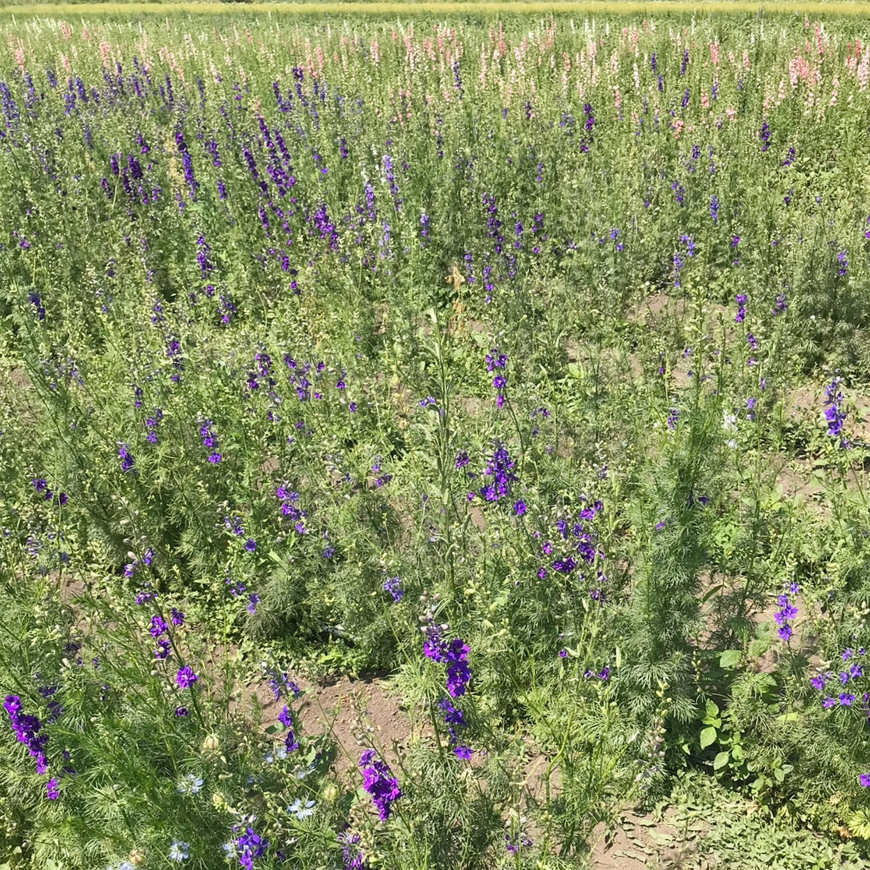 Dried Dark Blue Larkspur Bouquet