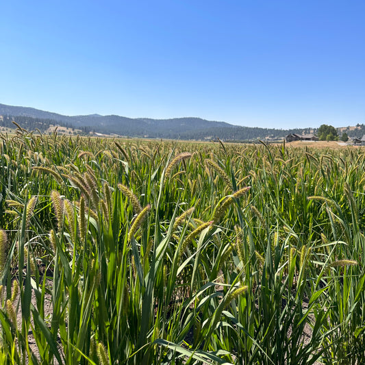 Dried Millet Bouquet