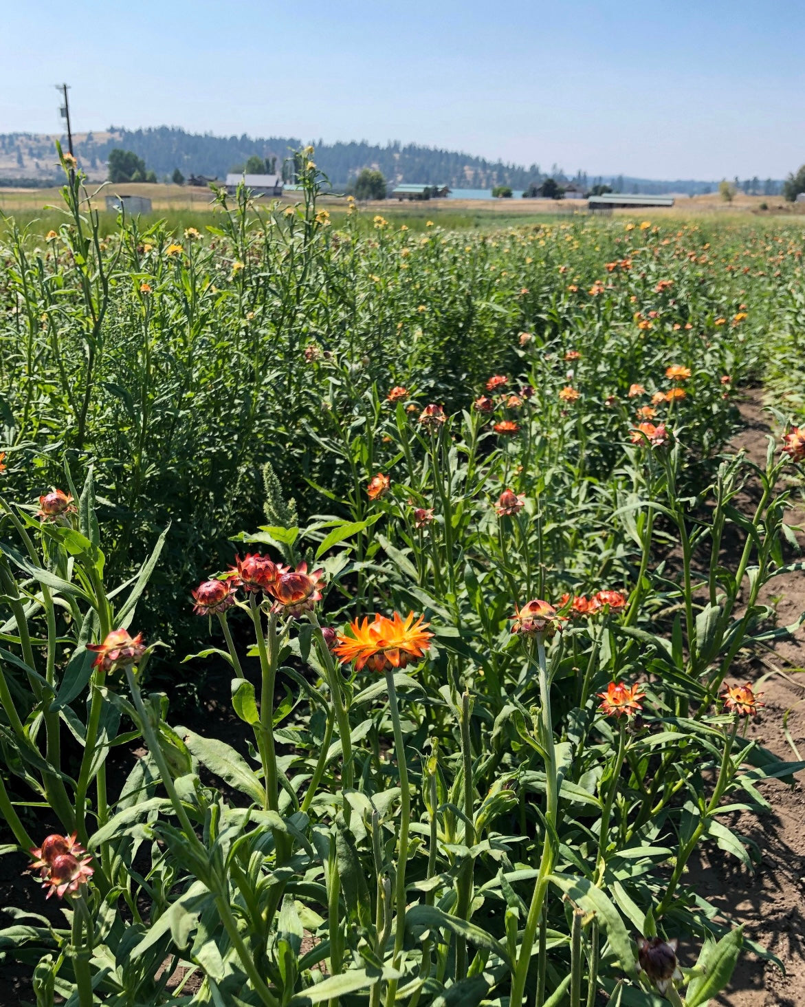 Dried Song of the Field Bouquet