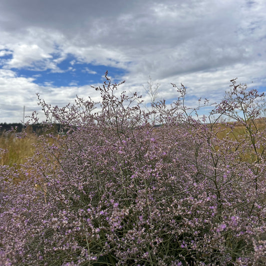 Dried Terra Grace Bouquet