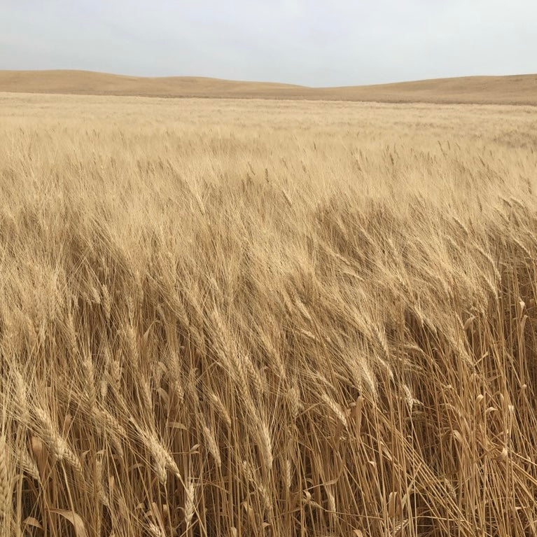 Dried Golden Blond Wheat Bouquet