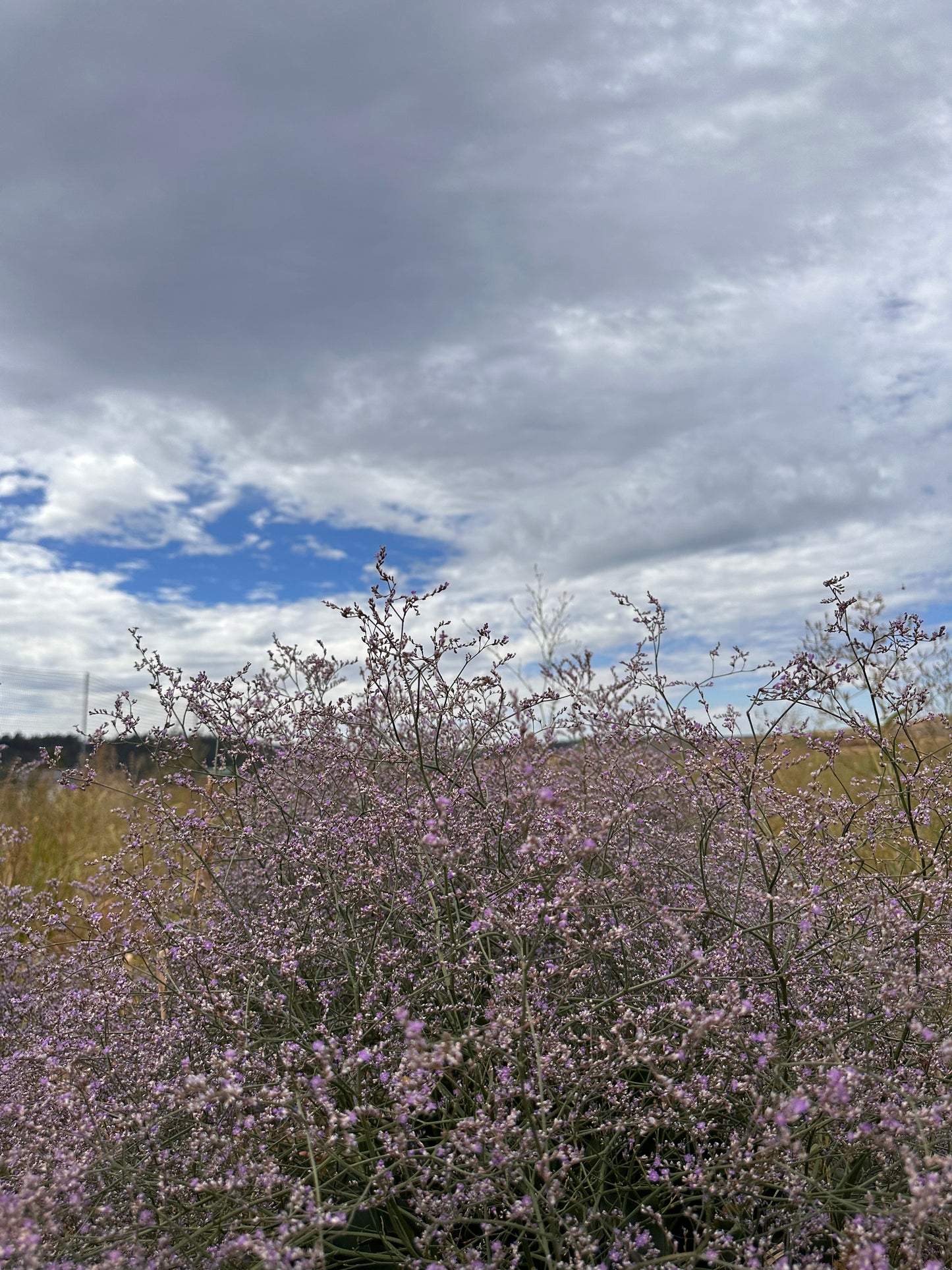 Fresh Evergreens Sea Holly Frost Wreath
