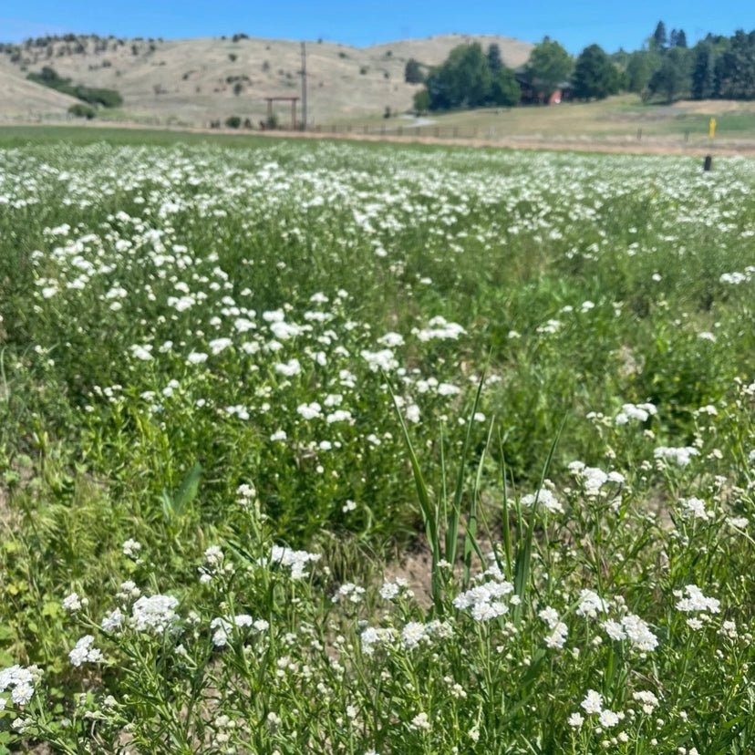 Dried Harvest Grains Bouquet