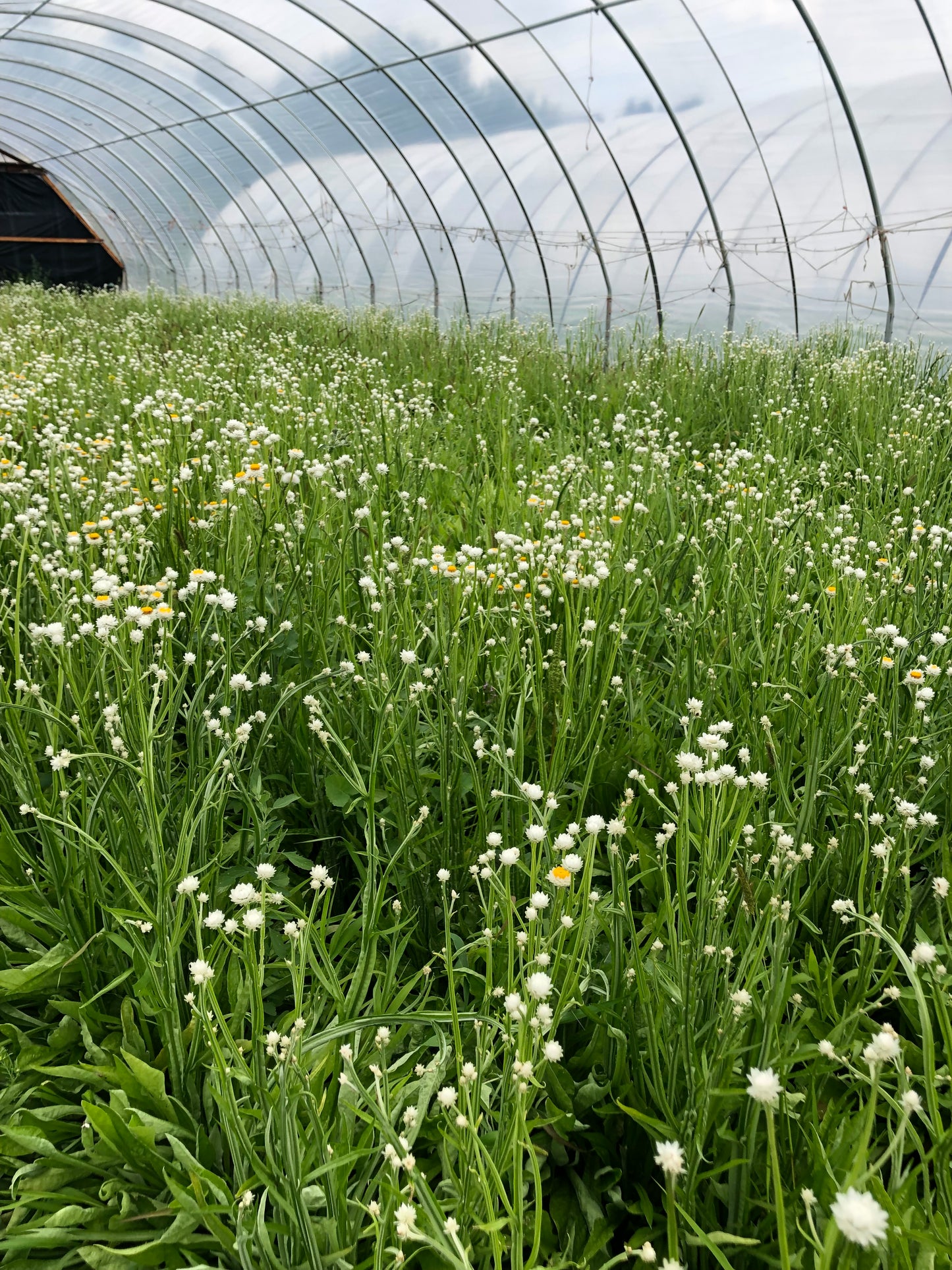 Fresh Evergreens Winter Daisy Wreath