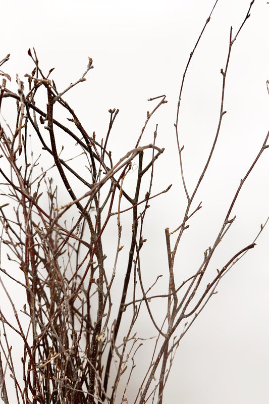 Dried Birch Branches