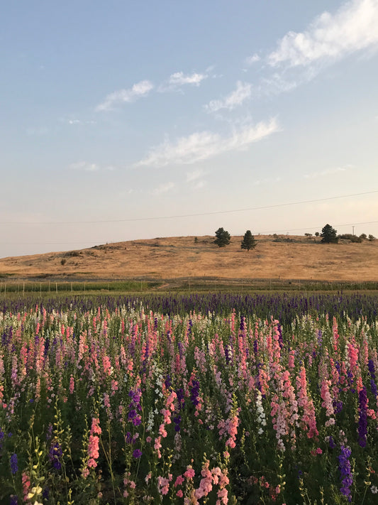Dried Pink Larkspur Bouquet