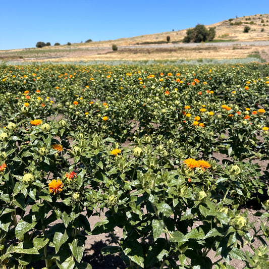 Dried Orange Safflower Bouquet