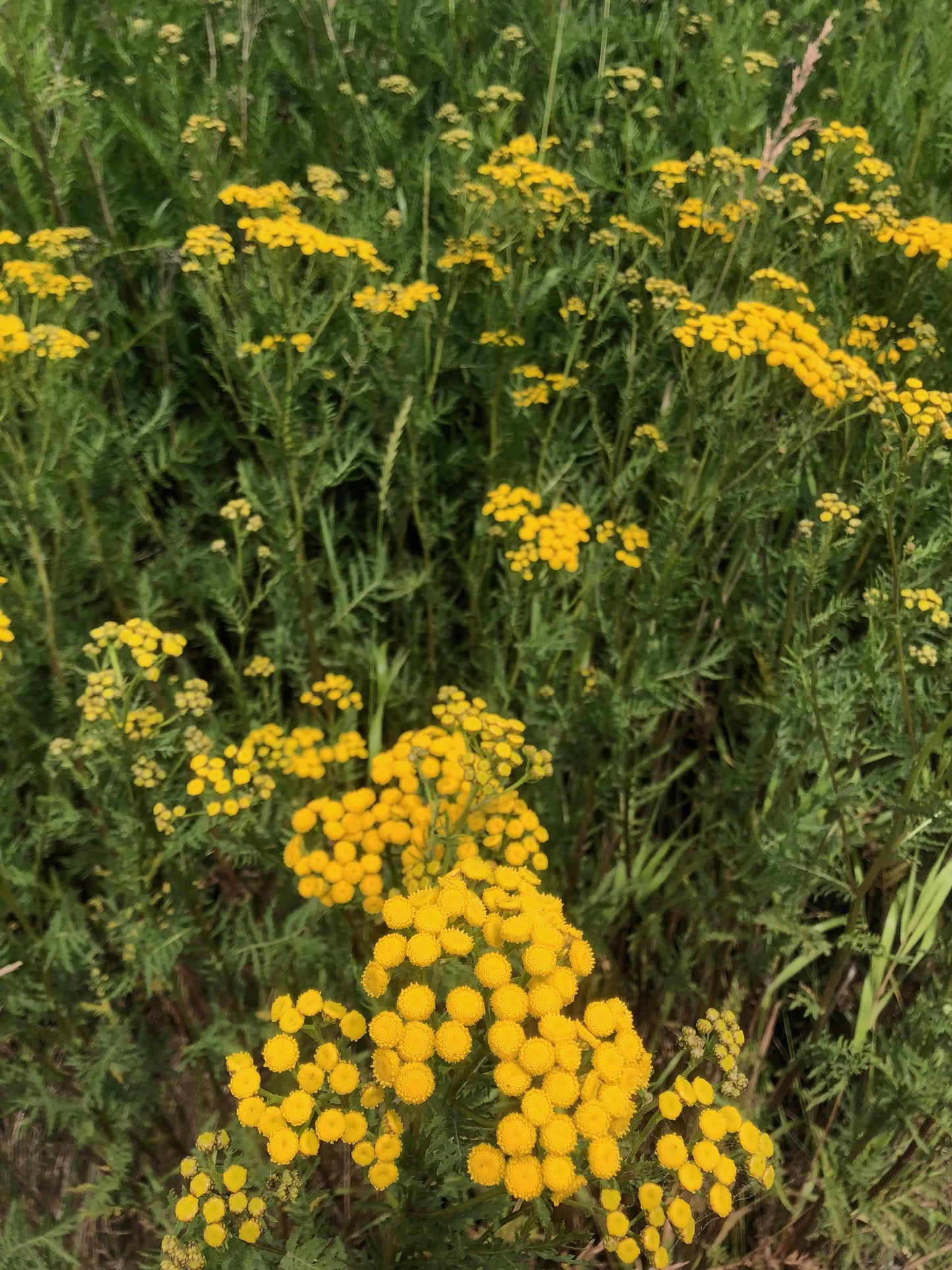 Dried Tansy Tumbleweeds Wreath