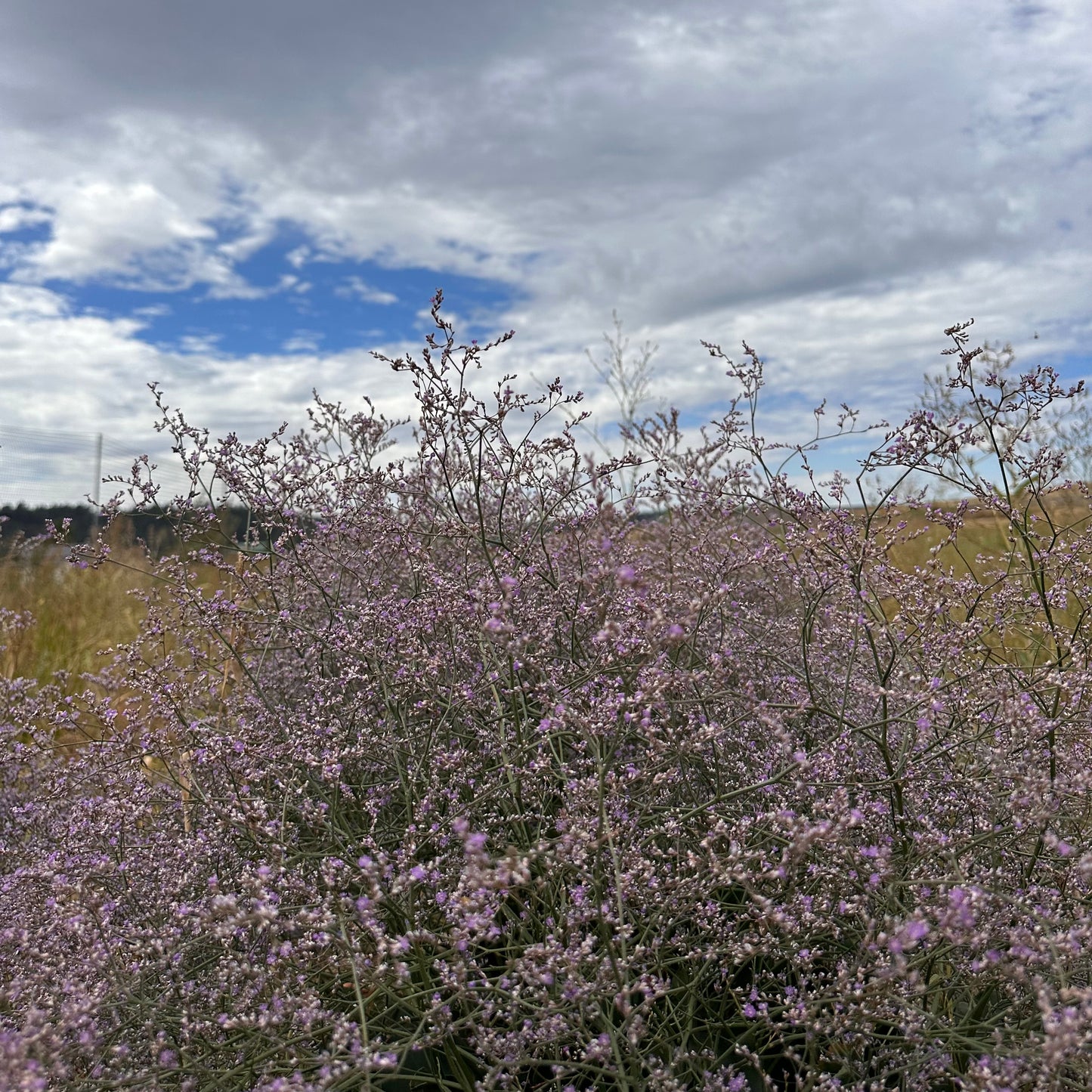 Dried Spring Daylight Wreath