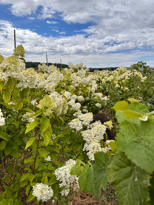 Dried Premium Hydrangea Love Letter Bouquet
