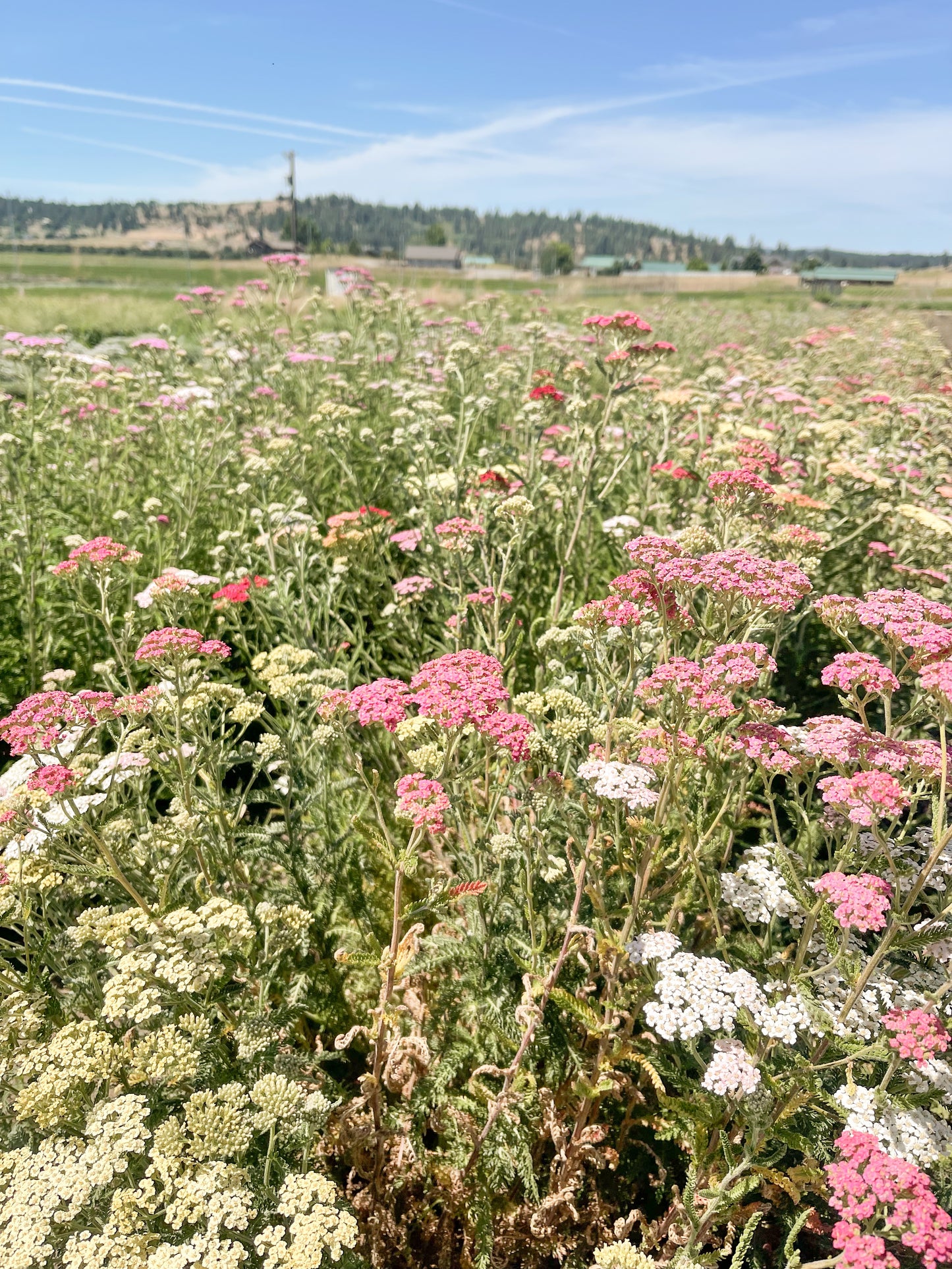 Fresh Evergreens Meadowlace Wreath