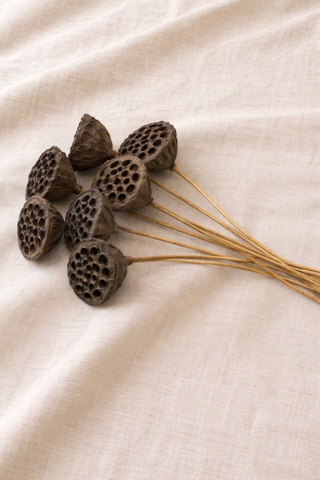 Dried Stemmed Lotus Pods