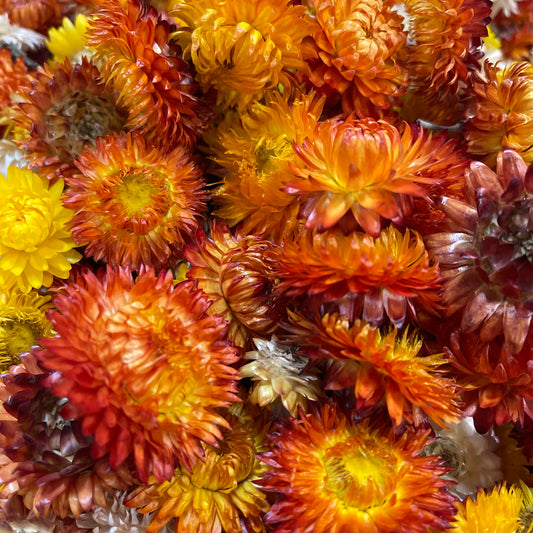 Dried Strawflower Blooms in Orange