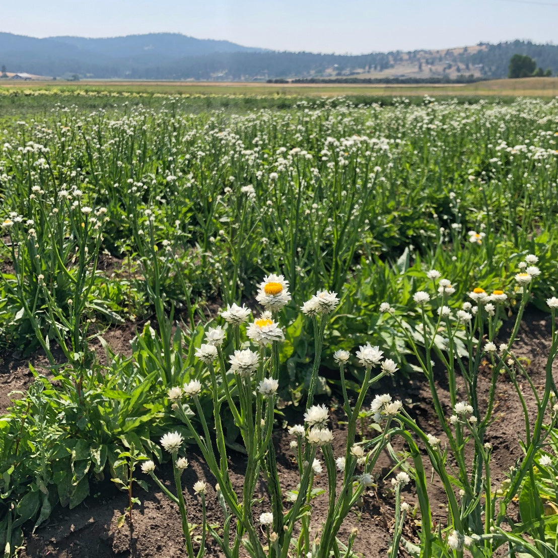 Dried Spring Green Grains with Ammobium Daisies Bouquet