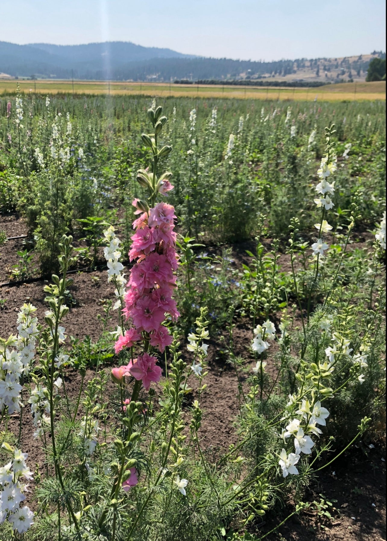 Dried Pink Larkspur Bouquet