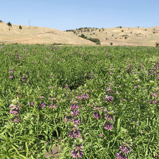 Dried Petaline Bouquet