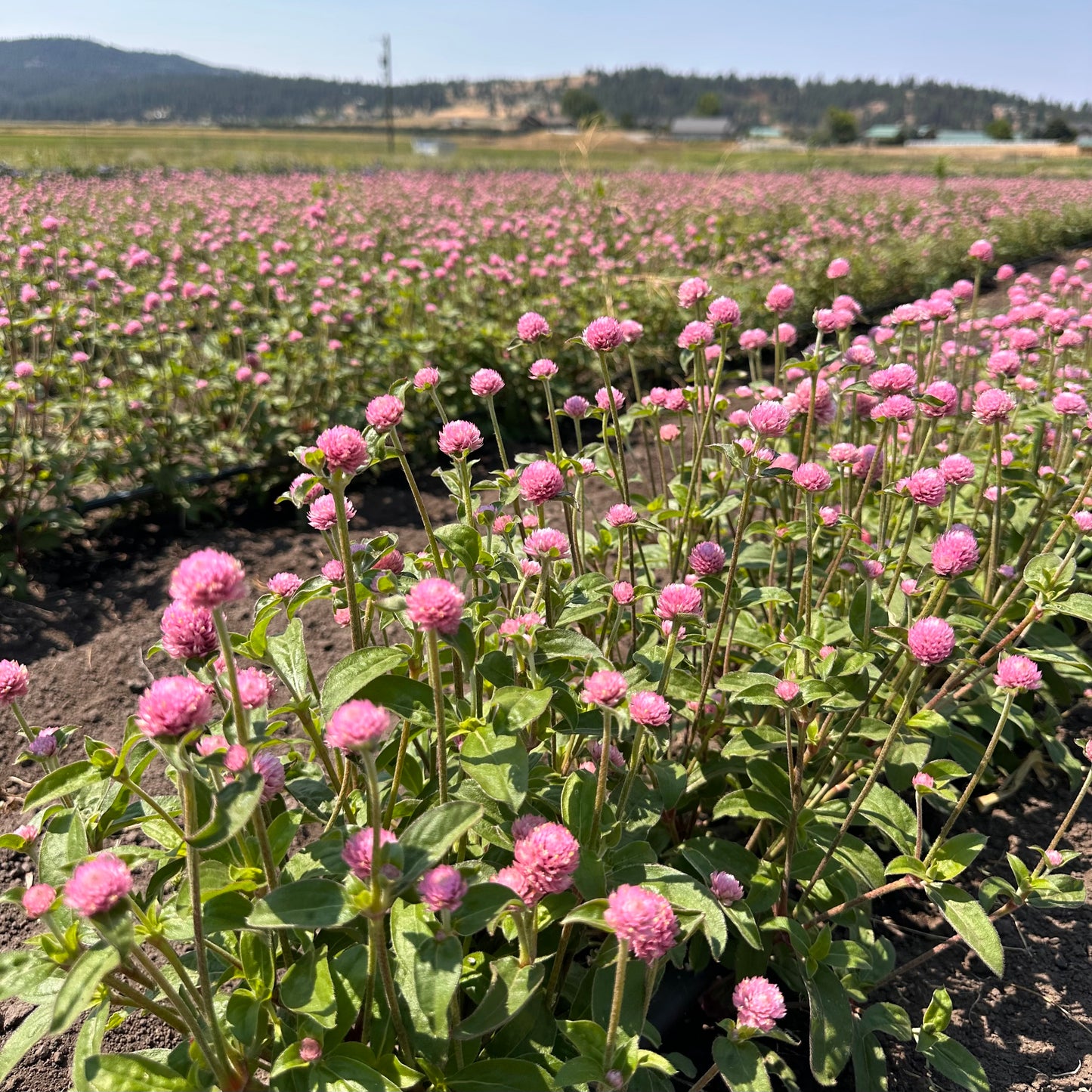 Dried Moon Fern Wreath