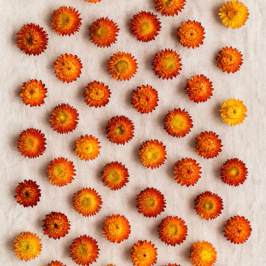 Dried Strawflower Blooms in Orange