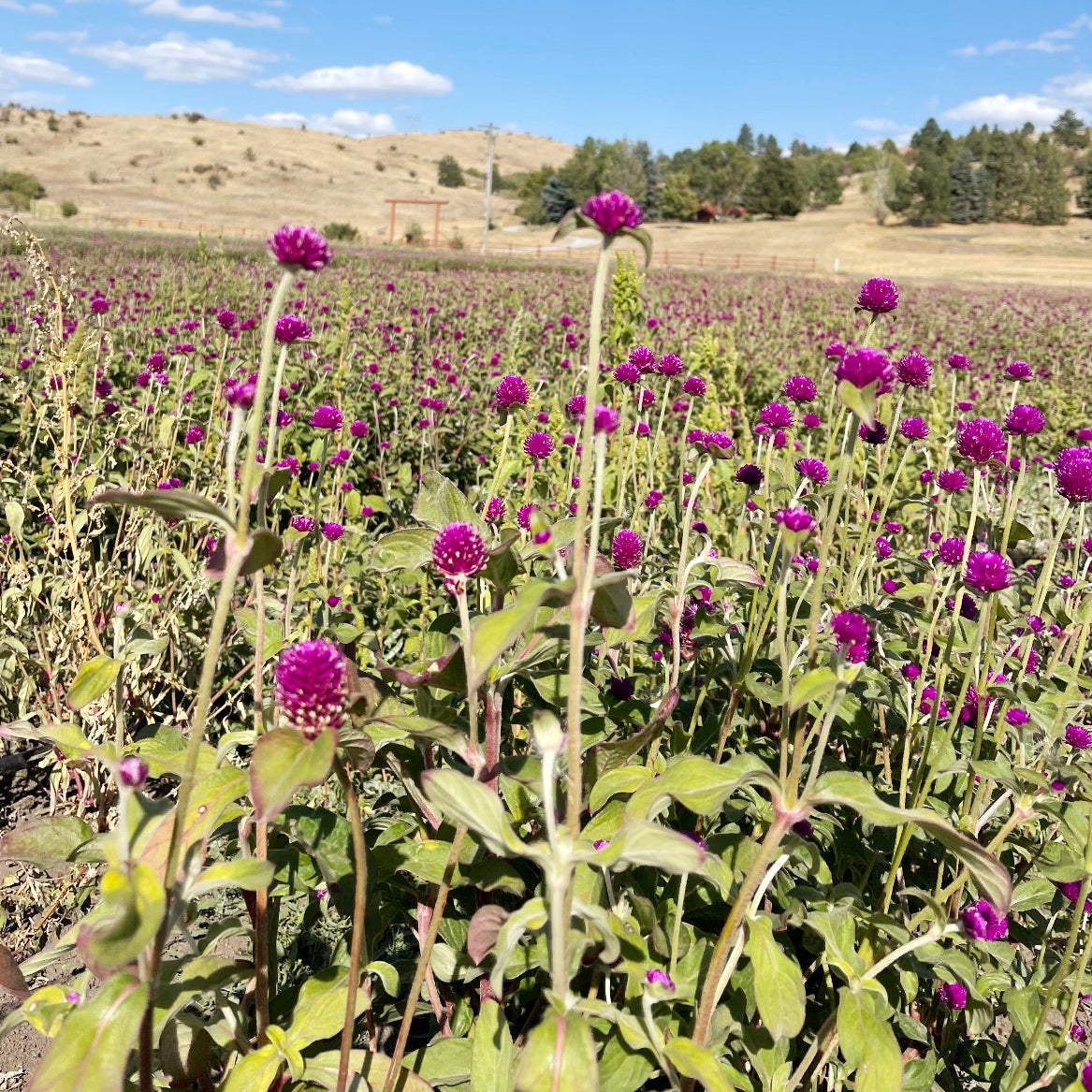 Dried Flowering Magenta Bouquet