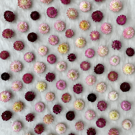 Dried Strawflower Blooms in Pretty Pinks