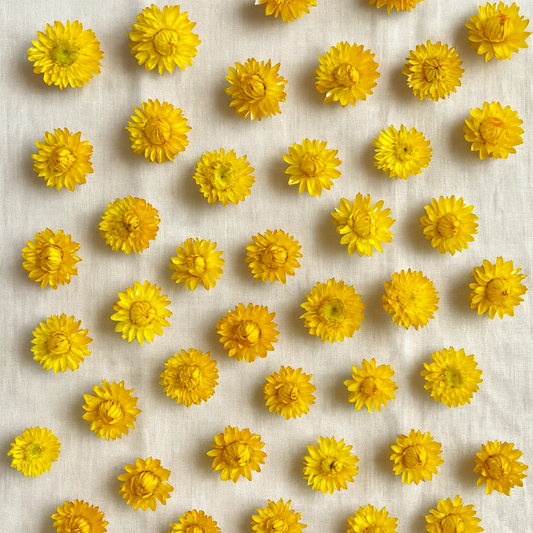 Dried Strawflower Blooms in Sunny Yellow