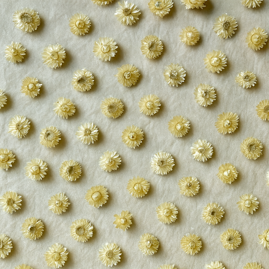 Dried Strawflower Blooms in Ivory White