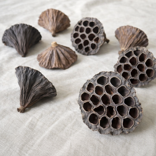 Dried Lotus Pods Heads