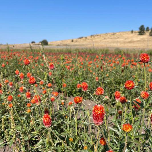 Dried Meadow Blossoms Wreath