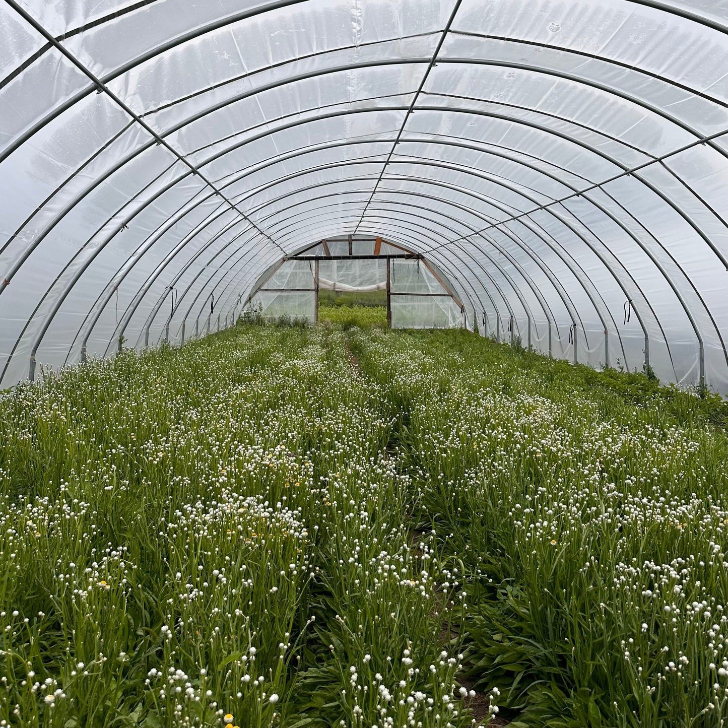 Dried I Love You Heart Wreath