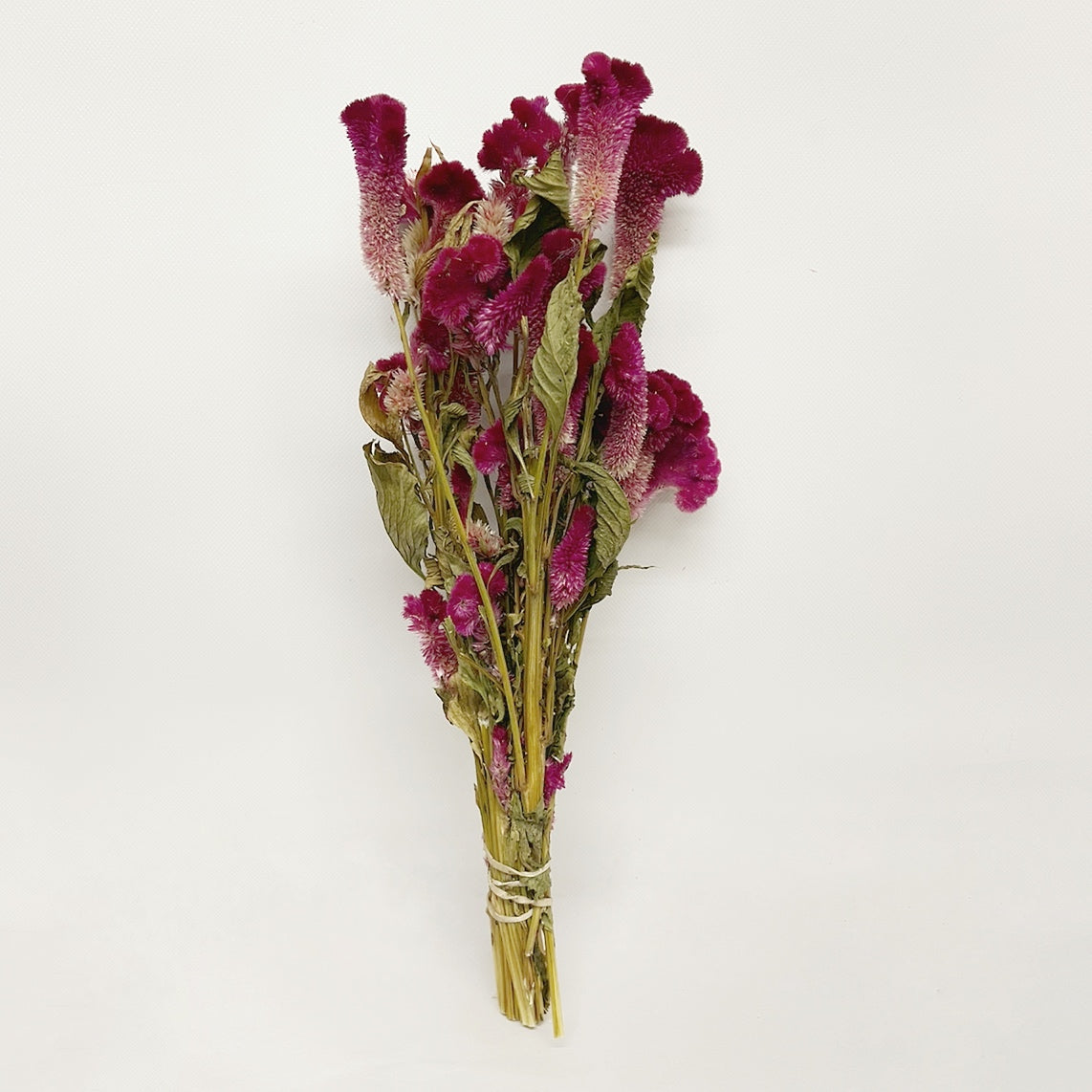Dried Burgundy Cockscomb Celosia Bouquet