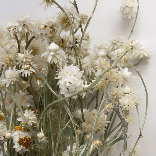 Dried White Ammobium Daisies Bouquet
