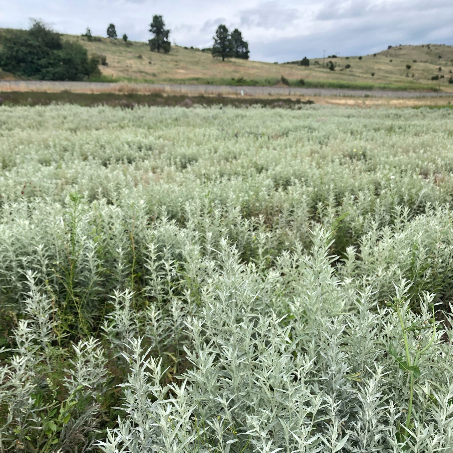 Dried Silver King Artemisia Bouquet